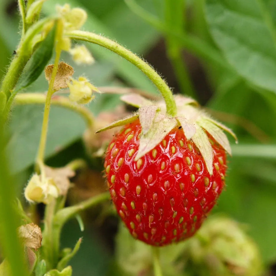 Strawberry picking