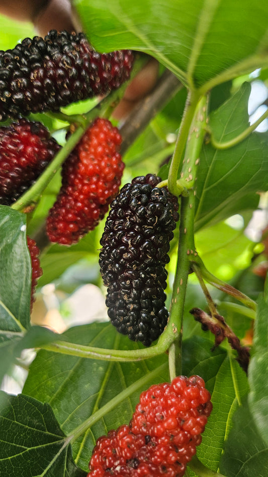 Mulberry picking